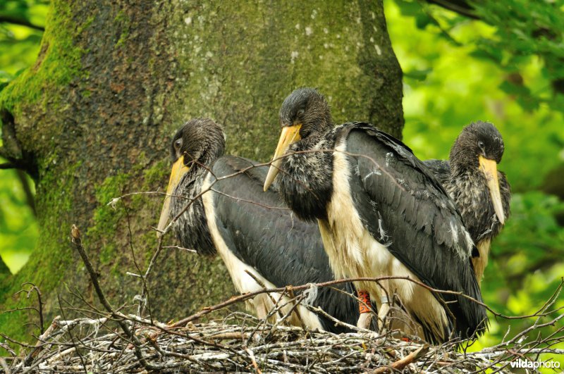 Jongen van Zwarte ooievaar