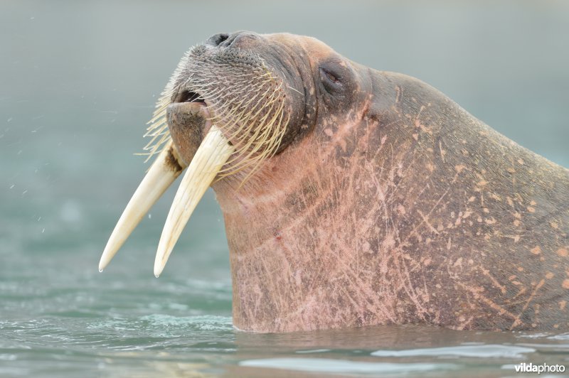 Walrus