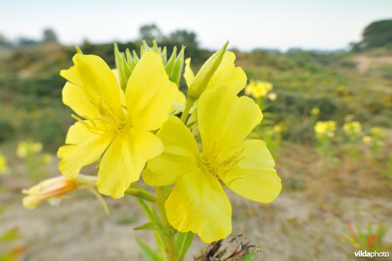 Teunisbloem in de Doornpanne