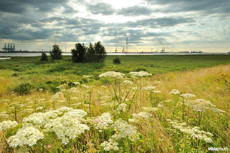 Haven van Oude Doel