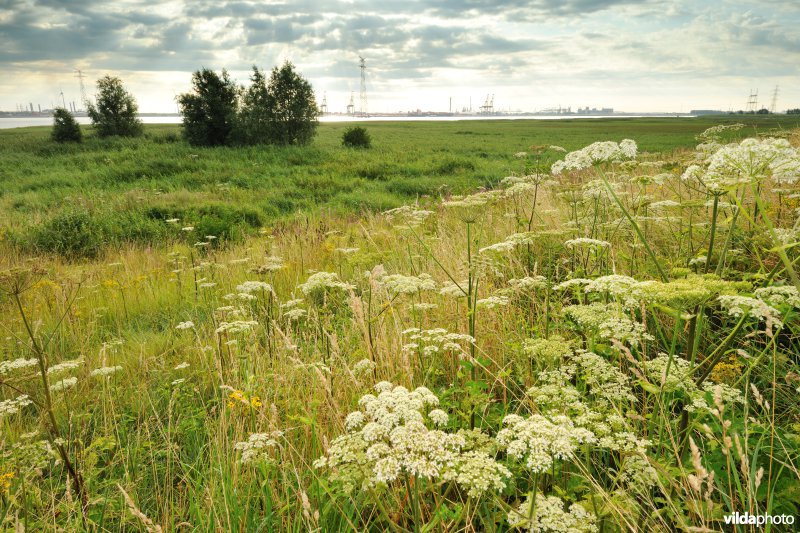 Haven van Oude Doel