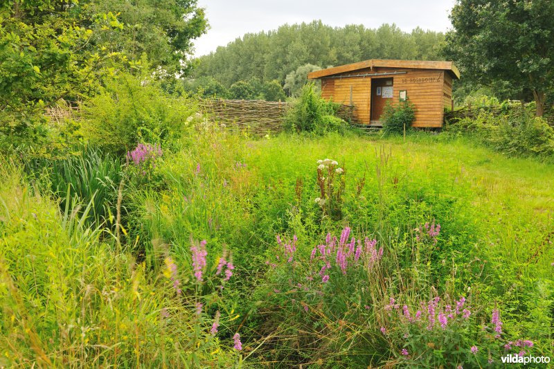 Natuurreservaat de Doode Bemde