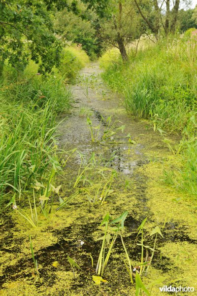 Natuurreservaat de Doode Bemde