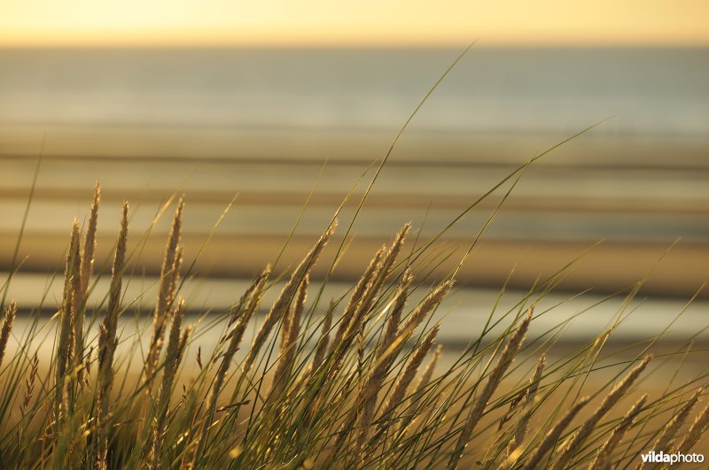 Strand van Sint-Idesbald