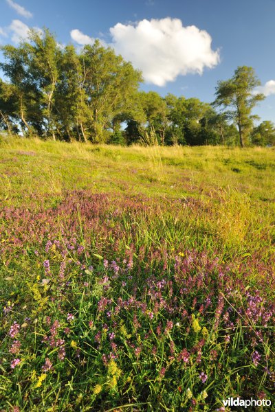 Hannecartduinen