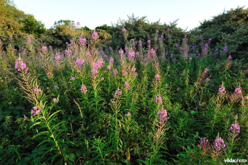 Houtsaegerduinen