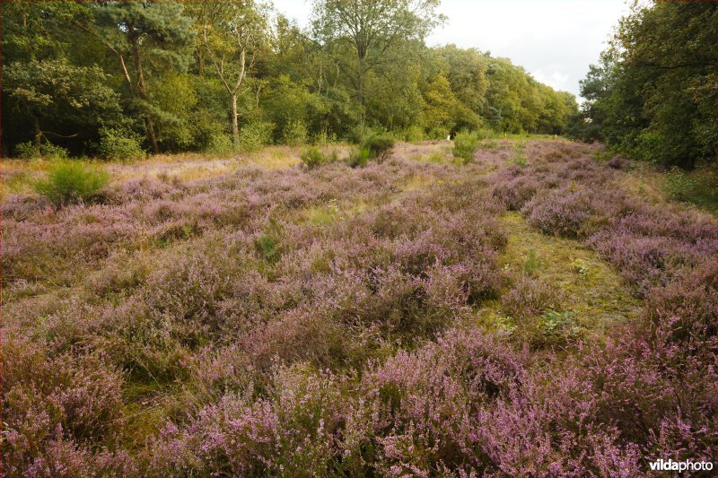 Heide boven een gasleiding