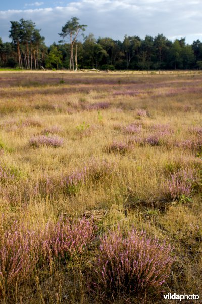 Droge heide op een recent geplagd perceel