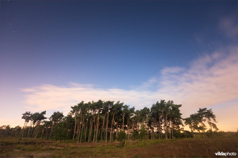 Sterrenhemel boven de heide