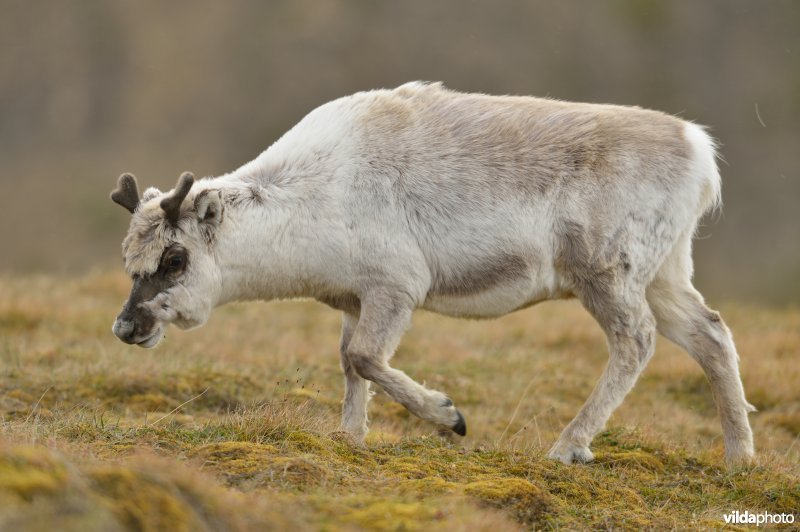 Rendierkalf in Spitsbergen