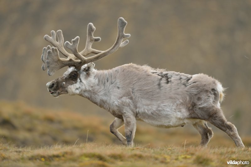 Rendier in Spitsbergen