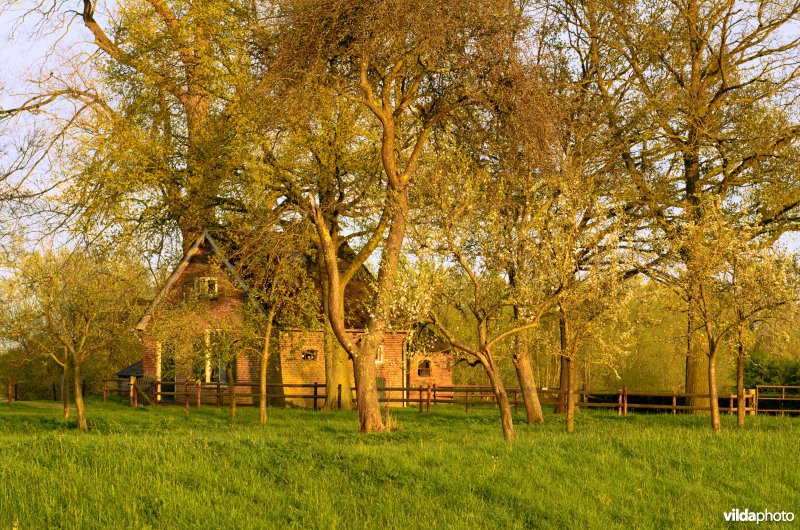 Boomgaard en boerderijtje