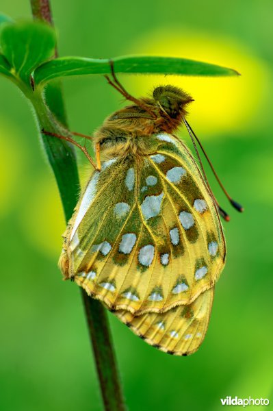 Grote parelmoervlinder
