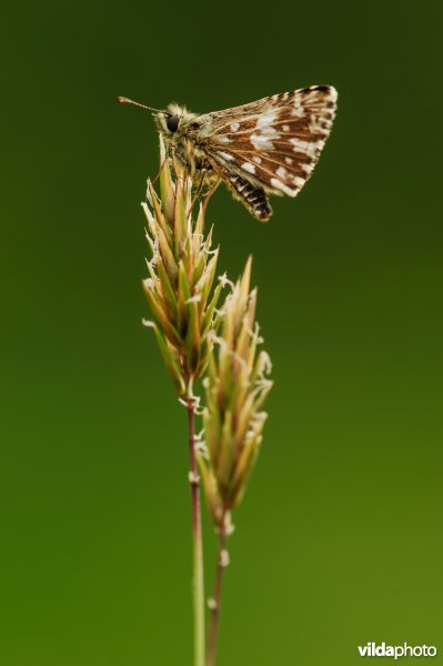 Aardbeivlinder