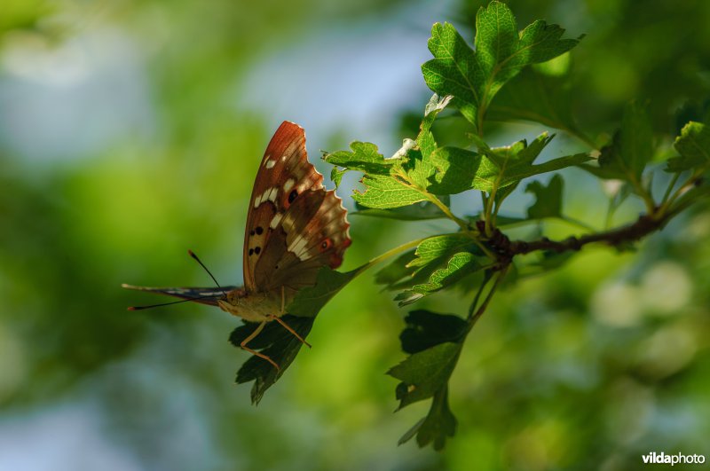 Kleine weerschijnvlinder