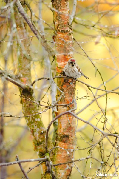 Barmsijs in berk