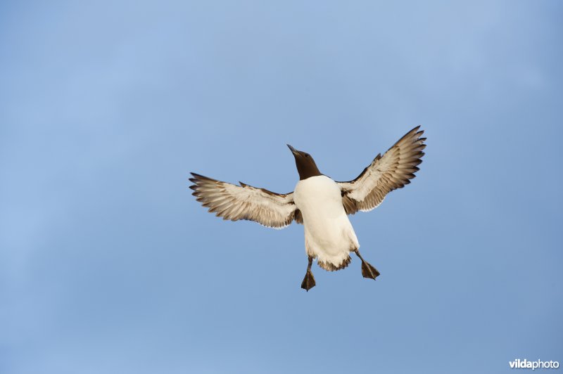Zeekoet