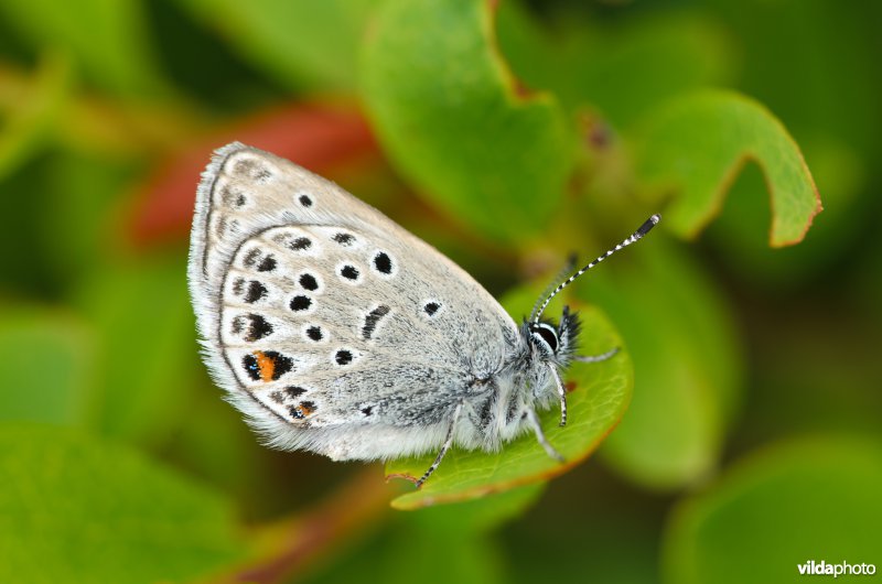 Hochmoor Bläuling