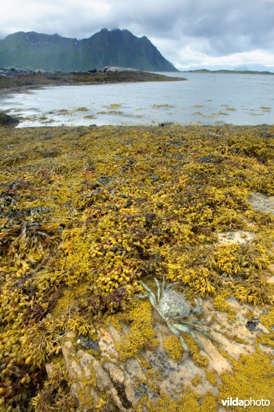 Strandkrab aan een rotskust met wieren