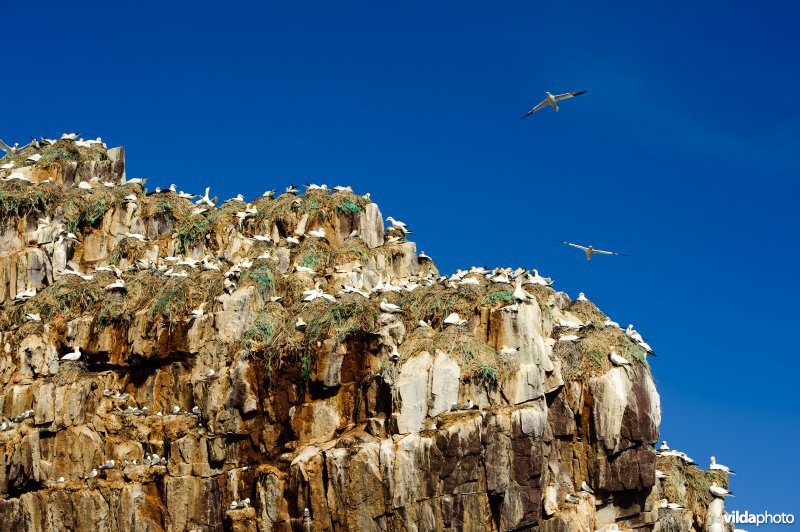 Jan-van-genten op een klif