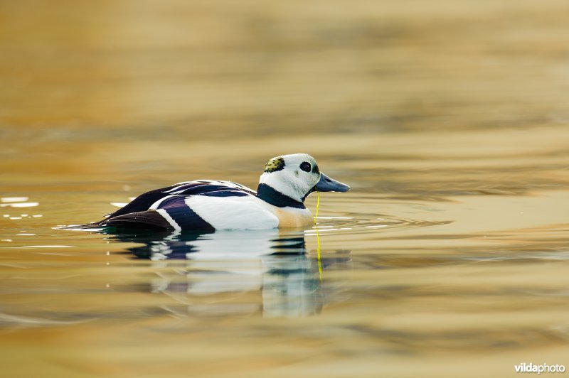 Stellers Eider
