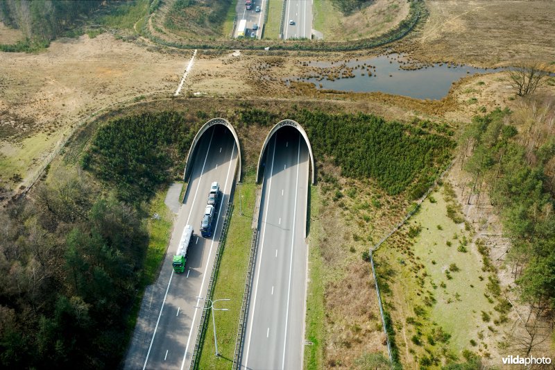 Ecoduct Kikbeek in de Mechelse heide