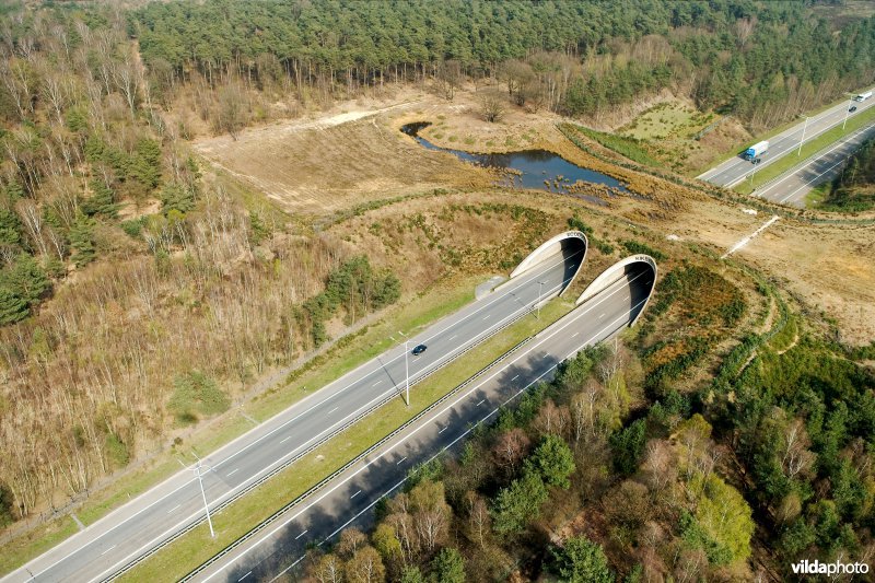 Ecoduct Kikbeek in de Mechelse heide