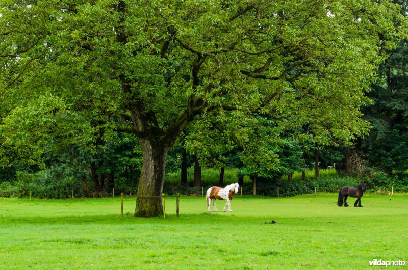 Paardenwei met kastanjeboom