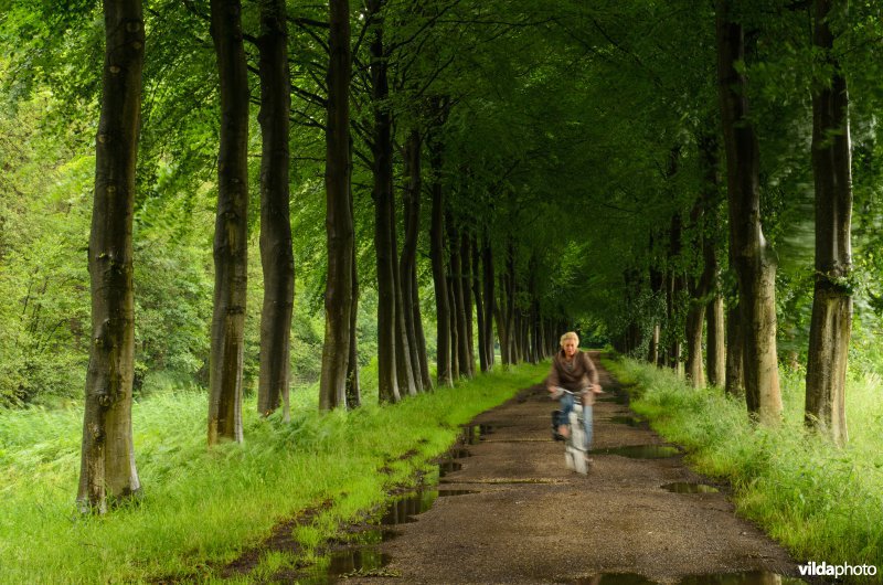 Fietser in een beukenlaan