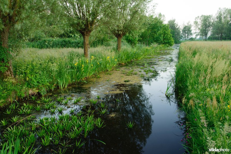 Laagveensloot met krabbescheer