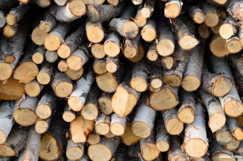 Gestapelde berkenstammetjes