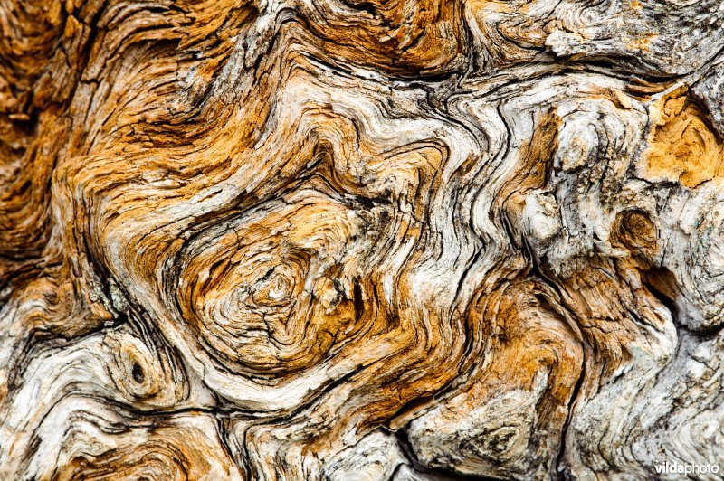 Structuren in hout van fijnspar