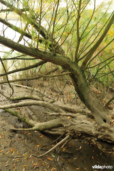 Zoetwaterschorren langs de Schelde