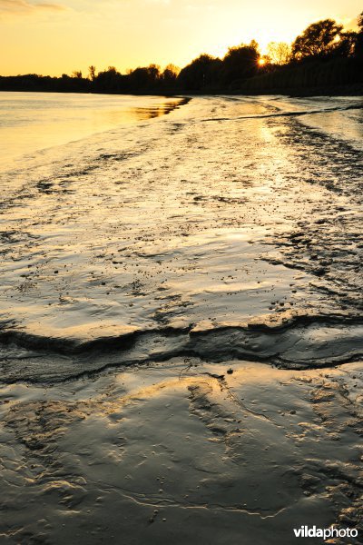 Zoetwaterschorren langs de Schelde