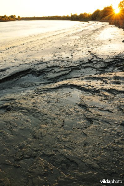 Zoetwaterschorren langs de Schelde