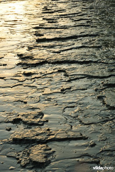 Zoetwaterschorren langs de Schelde