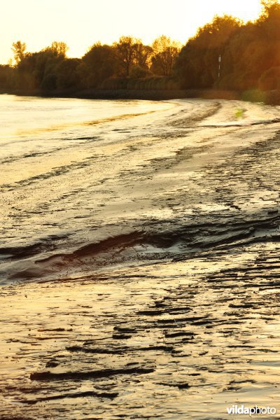 Zoetwaterschorren langs de Schelde