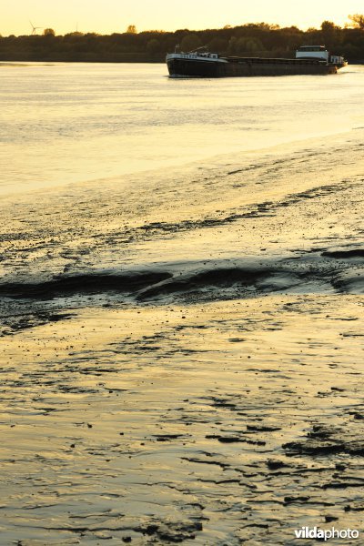 Zoetwaterschorren langs de Schelde