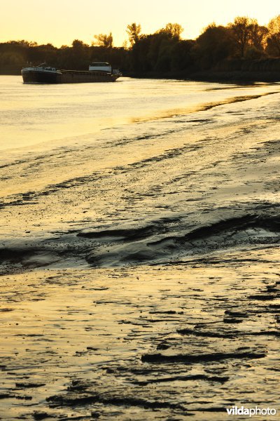 Zoetwaterschorren langs de Schelde