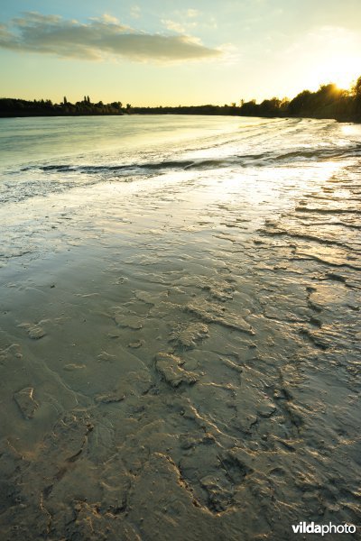 Zoetwaterschorren langs de Schelde