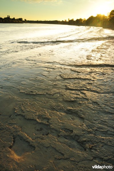 Zoetwaterschorren langs de Schelde