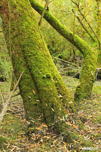 Schorren aan de Notelaer
