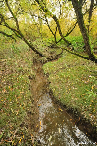 Schorren aan de Notelaer