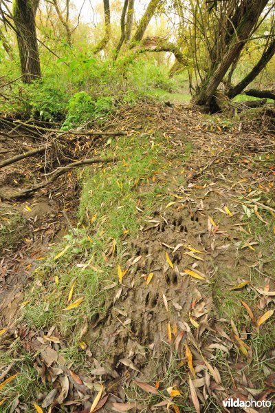 Schorren aan de Notelaer