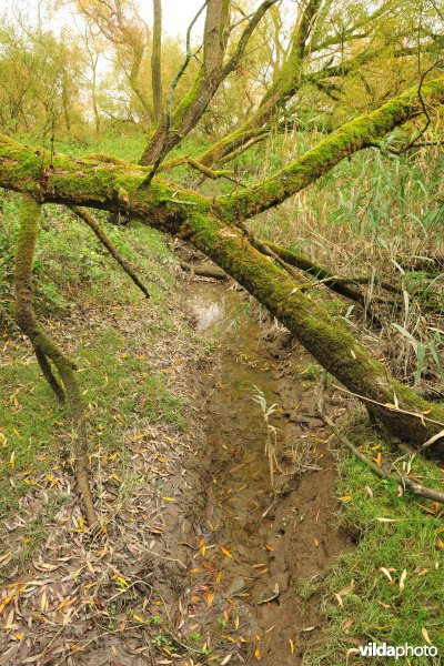 Schorren aan de Notelaer