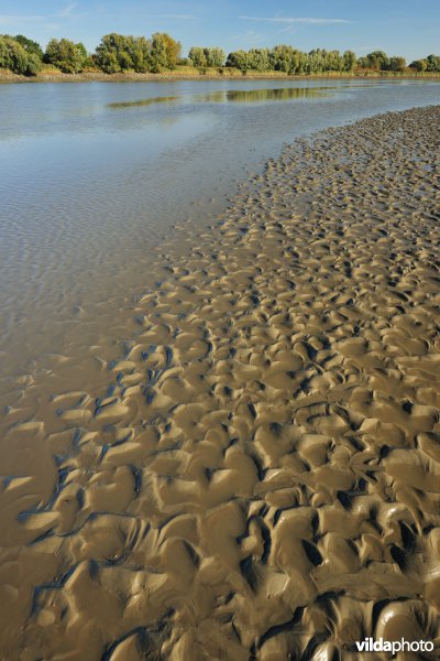 Zoetwaterschorren langs de Schelde