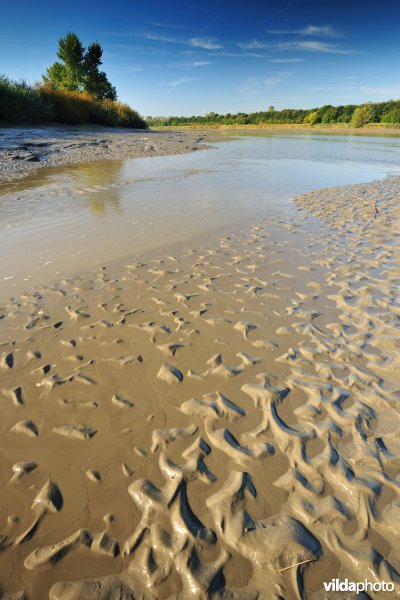 Zoetwaterschorren langs de Schelde