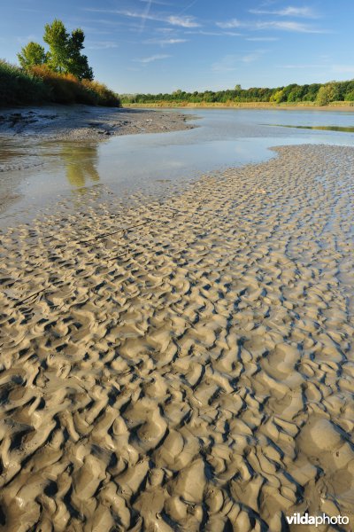 Zoetwaterschorren langs de Schelde