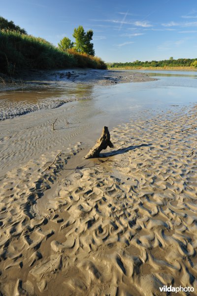 Zoetwaterschorren langs de Schelde