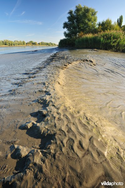 Zoetwaterschorren langs de Schelde